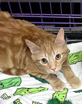 Domestic Short Hair Cats Available for Adoption - Logan | PetCurious