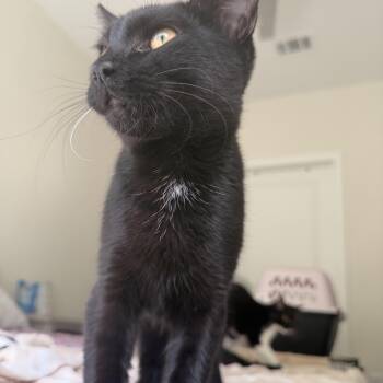 bambi -  Domestic Short Hair Cat for Adoption in North Myrtle Beach, South Carolina - Bambi | PetCurious