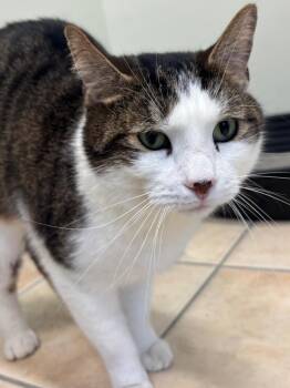 Domestic Short Hair Cats Available for Adoption in Fall River, Massachusetts - Dante | PetCurious