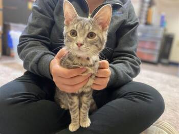 BENTLEY -  Domestic Short Hair Cat for Adoption in Fort Wayne, Indiana - BENTLEY | PetCurious