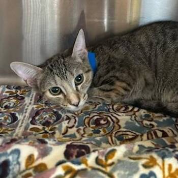 Piglet -  Domestic Short Hair Cat for Adoption in Knoxville, Tennessee - Piglet | PetCurious