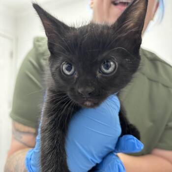 American Shorthair Cats Available for Adoption in Freeport, Florida - Butterbun | PetCurious