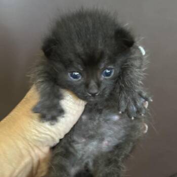 Fire -  Domestic Short Hair Cat for Adoption in Grantsville, Utah - Fire | PetCurious