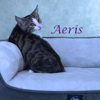 Rescue Domestic Short Hair Cats for Adoption in Lebanon, Tennessee - Aeris C25-271 | PetCurious