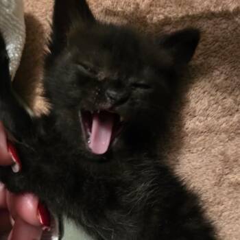 Panthera -  Domestic Short Hair Cat for Adoption in Webster, Texas - Panthera | PetCurious