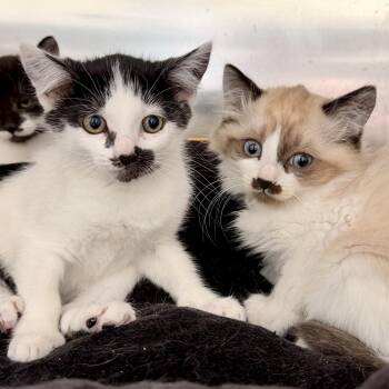 Soledad -  Domestic Short Hair Cat Available for Adoption in Oakland, California - Soledad | PetCurious