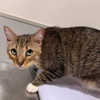 Albert -  Domestic Short Hair Cat for Adoption in Tampa, Florida - Albert | PetCurious