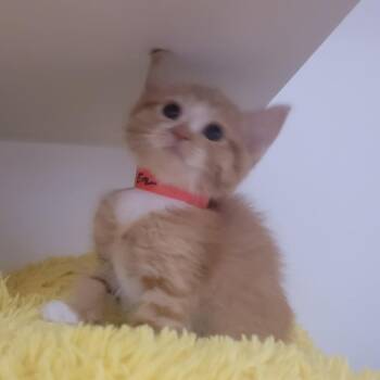 Domestic Short Hair Cats Available for Adoption in Phoenix, Arizona - Best Day Ever | PetCurious