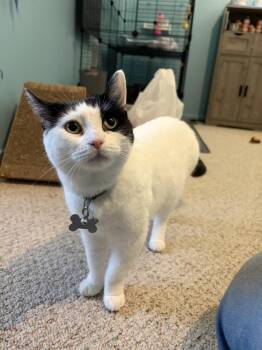 Candy -  Domestic Short Hair Cat for Adoption - Candy | PetCurious