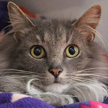 Mary Lou -  Domestic Long Hair Cat for Adoption in Defiance, Ohio - Mary Lou | PetCurious