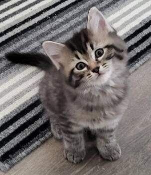 Gamache -  Domestic Long Hair Cat for Adoption in Sidney, British Columbia - Gamache | PetCurious