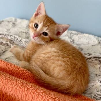 Domestic Short Hair Cats Available for Adoption - Magellan | PetCurious