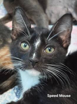 Speed Mouse -  Domestic Short Hair Cat for Adoption in Fort Collins, Colorado - Speed Mouse | PetCurious