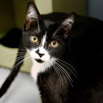 Sam I Am -  Domestic Short Hair Cat for Adoption in Seattle, Washington - Sam I Am | PetCurious