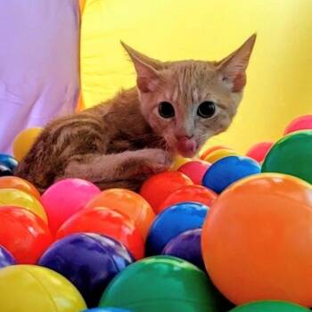Otto -  Tabby Cat for Adoption in Maple Shade, New Jersey - Otto | PetCurious