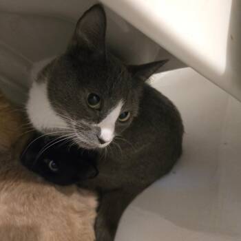 Asa -  Domestic Short Hair Cat for Adoption in Klamath Falls, Oregon - Asa | PetCurious