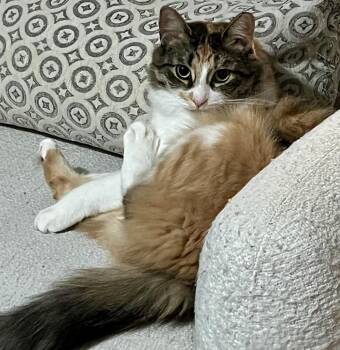 Domestic Long Hair and Calico Cats Available for Adoption in Vaughan, Ontario - Tabatha (bonded With Turtle) | PetCurious