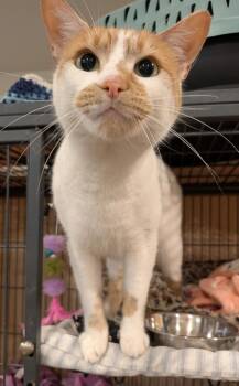 Namaste -  Tabby Cat for Adoption in Hamilton, Ontario - Namaste | PetCurious