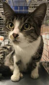 Domestic Short Hair Cats Available for Adoption in Conroe, Texas - LILLIAN | PetCurious