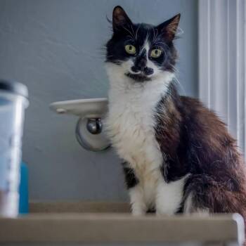 Cookie (Very sweet) -  Maine Coon Cat for Adoption in Hanson, Massachusetts - Cookie (Very Sweet) | PetCurious