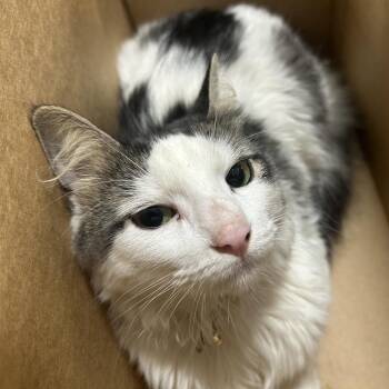 Sugar Cookie -  Domestic Long Hair Cat for Adoption in Newark, New Jersey - Sugar Cookie | PetCurious