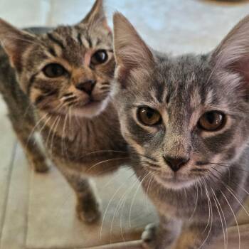Fog Advisory -  Domestic Short Hair Cat for Adoption in Watertown, Wisconsin - Fog Advisory | PetCurious