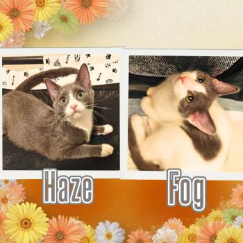 Domestic Short Hair Cats Available for Adoption - Haze & Fog | PetCurious