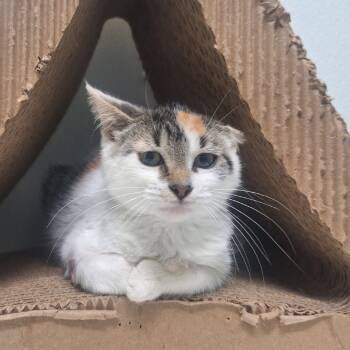 Rescue Domestic Short Hair Cats for Adoption in Albert Lea, Minnesota - Sparkle | PetCurious