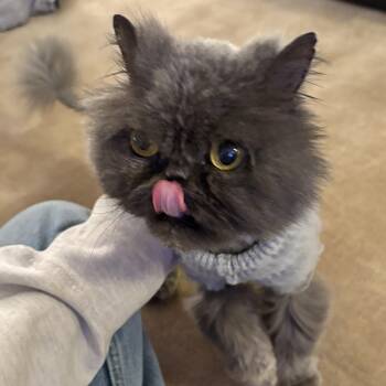 Rescue Persian Cats for Adoption - Smoosh | PetCurious