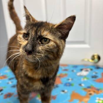 Domestic Medium Hair Cats Available for Adoption in Granville, Ohio - Reba | PetCurious