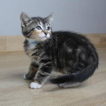 Domestic Short Hair Cats Available for Adoption in Minnetonka, Minnesota - Doritos C69053 | PetCurious