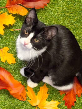 Rescue Domestic Short Hair Cats for Adoption in Chandler, Arizona - Annie | PetCurious