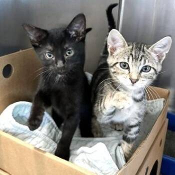 Orion -  Domestic Short Hair Cat for Adoption - Orion | PetCurious