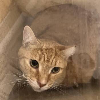 Garfield -  Domestic Short Hair Cat for Adoption in Philadelphia, Pennsylvania - Garfield | PetCurious