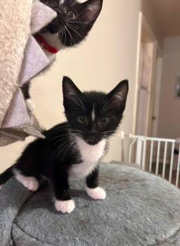 Guillermo -  Domestic Short Hair Cat for Adoption in Minot, North Dakota - Guillermo | PetCurious
