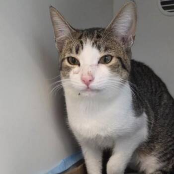 Sweet Tea -  Domestic Short Hair Cat Available for Adoption in Voorhees Township, New Jersey - Sweet Tea | PetCurious