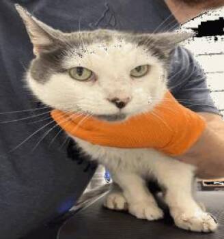 Bernard -  Domestic Short Hair Cat for Adoption in Cincinnati, Ohio - Bernard | PetCurious