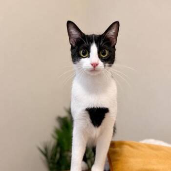 Gemma Faye Love Bug -  Tuxedo and Domestic Short Hair Cat for Adoption in Friendswood, Texas - Gemma Faye Love Bug | PetCurious