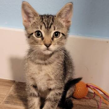 Flotsam -  Domestic Short Hair Cat for Adoption in Port Richey, Florida - Flotsam | PetCurious