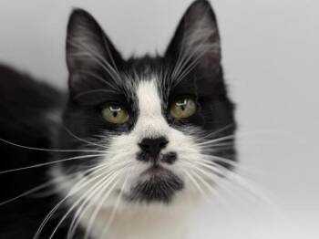 Domestic Medium Hair Cats Available for Adoption in Portland, Oregon - Josephine | PetCurious
