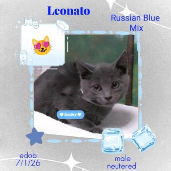 Leonato -  Domestic Short Hair and Russian Blue Cat for Adoption in Missouri City, Texas - Leonato | PetCurious