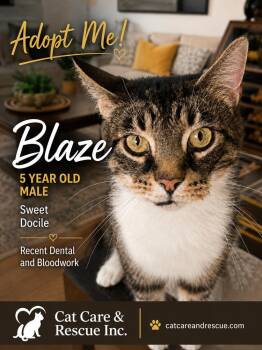 Blaze -  Domestic Short Hair Cat for Adoption in Chicago, Illinois - Blaze | PetCurious