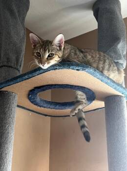 Rescue Domestic Short Hair Cats for Adoption in Grovetown, Georgia - Sari | PetCurious