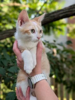 Sunny -  Domestic Short Hair Cat for Adoption in Plainfield, Illinois - Sunny | PetCurious