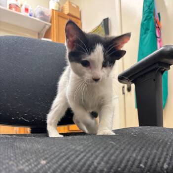 Domestic Short Hair Cats Available for Adoption - Wanda | PetCurious