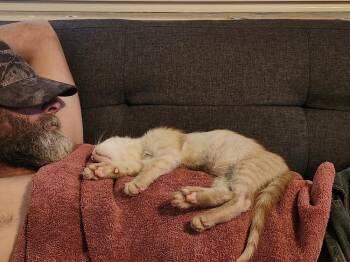 Braveheart -  Domestic Short Hair Cat for Adoption in Ocala, Florida - Braveheart | PetCurious
