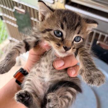 Domestic Short Hair Cats Available for Adoption in Edinburg, Texas - Yoshiro Y1 | PetCurious