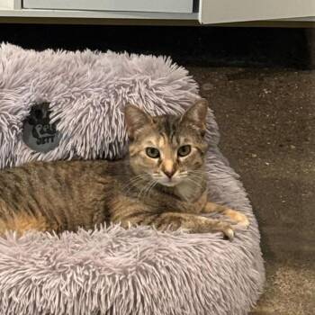 Kiki -  Domestic Short Hair Cat for Adoption in Louisville, Kentucky - Kiki | PetCurious