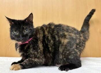 Domestic Medium Hair Cats Available for Adoption - CALYPSO | PetCurious