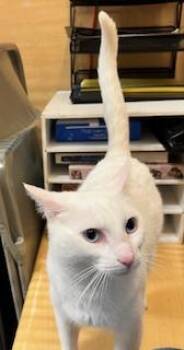 Domestic Short Hair Cats Available for Adoption - Aaron Purr (love Bug And Bonded Friend To AngelCat) | PetCurious